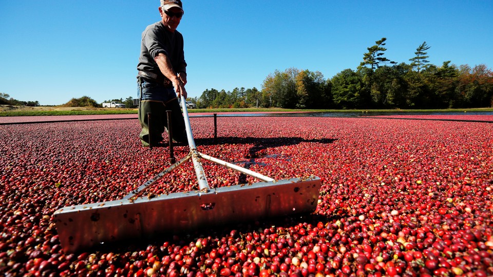 A worker harvests cranberries in Carver, Massachusetts.