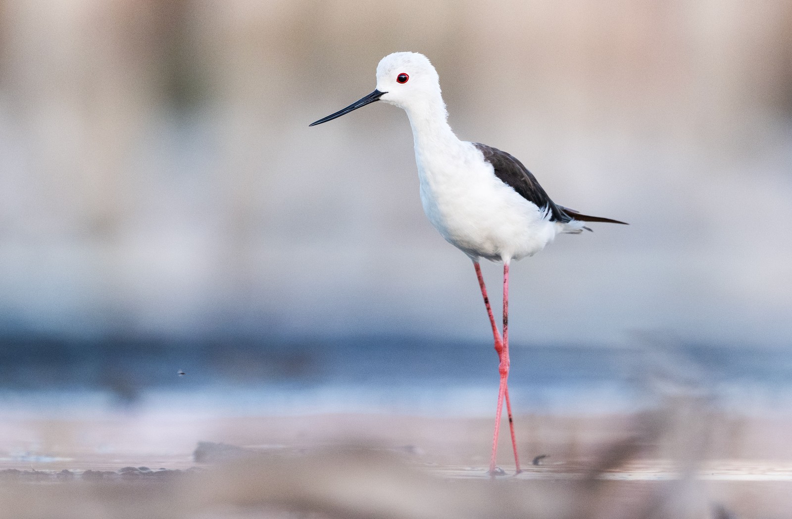 A close view of a bird with a long thin beak and long thin legs.