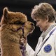 A handler stands beside an alpaca during a show, as they look at each other face-to-face.