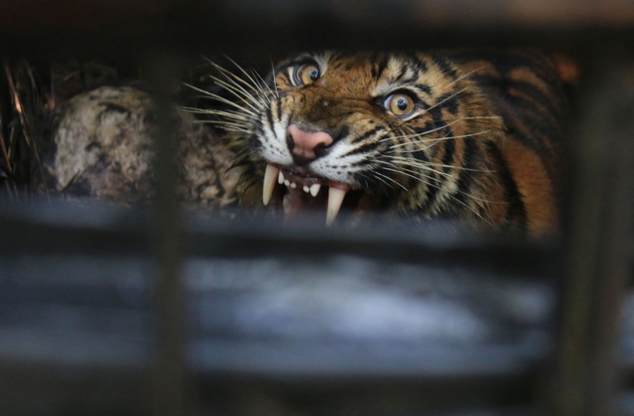 A snarling tiger peers up through a hole in a cage.