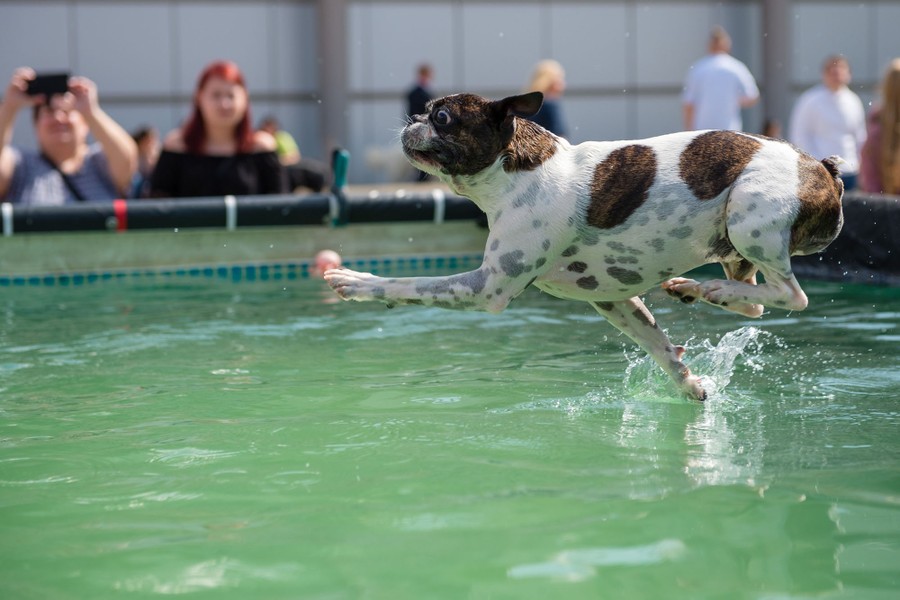 Photos: Paws in the Water—Dogs at Play - The Atlantic