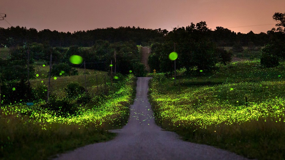 Tourists Risk Loving Fireflies to Death - The Atlantic