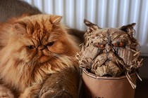 A cat next to a fake look-alike cat