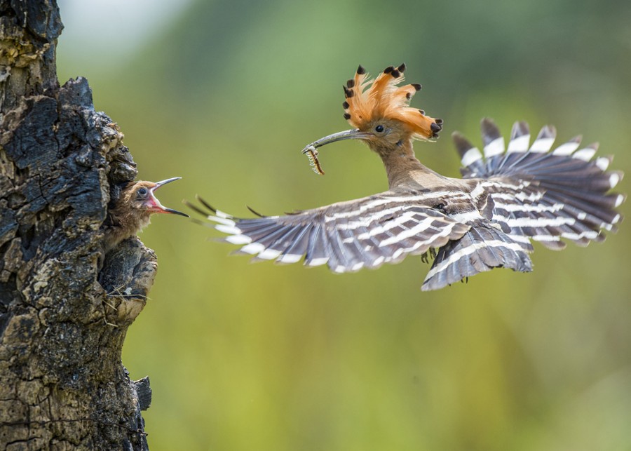 A bird flies to a nest in a tree trunk, carrying a small insect in its beak, toward a waiting chick.