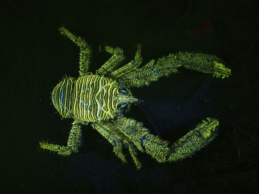 A lobster, seen in dark water, glowing in fluorescent liight.