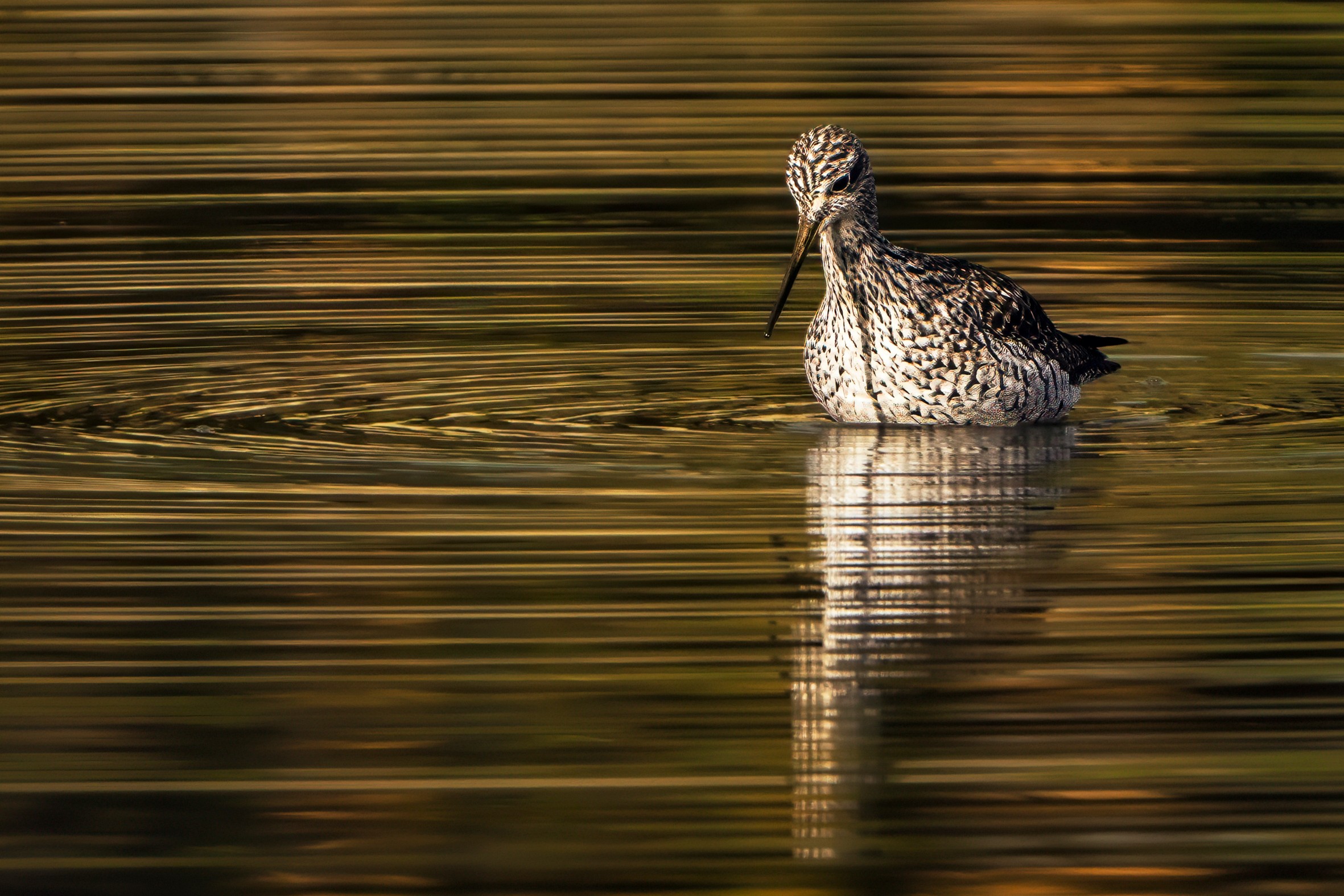 A bird wades in water, creating many small ripples.