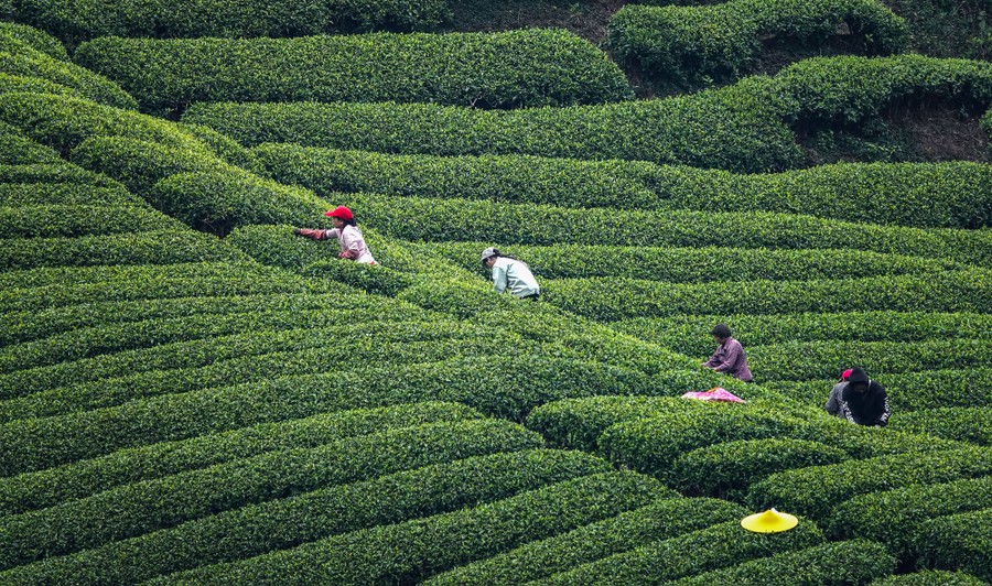 Farmers pick tea leaves from rows of bushes on a hillside.