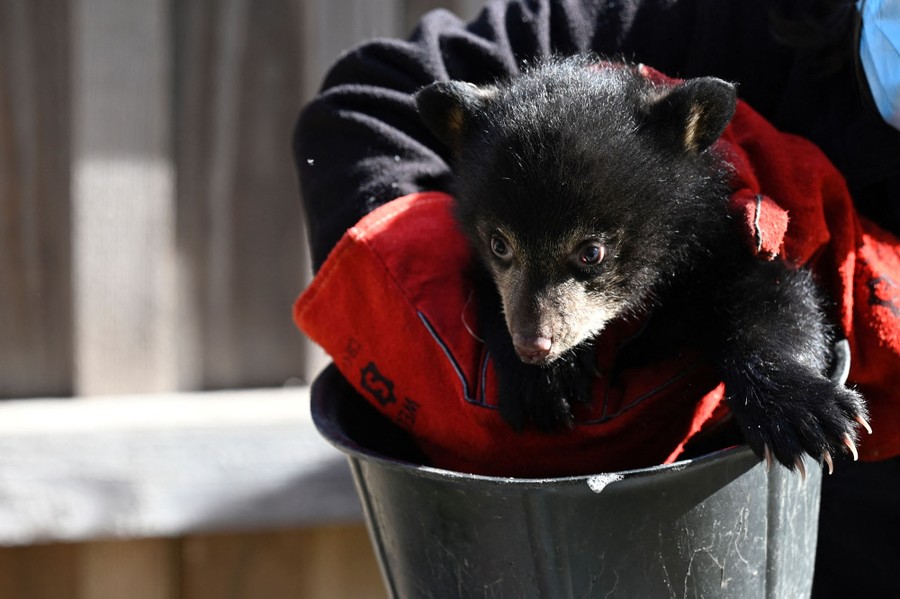 A person holds a bucket with a small bear cub in it.