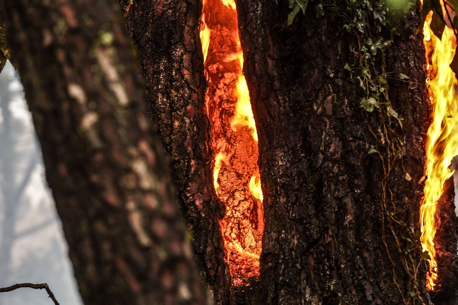 A close view of a burning tree trunk.