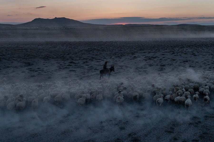 A shepherd leads his flock of sheep across a dusty field.
