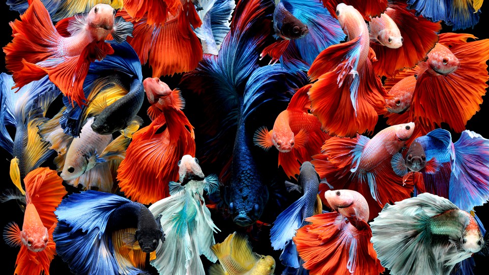 A collage of colorful betta fish