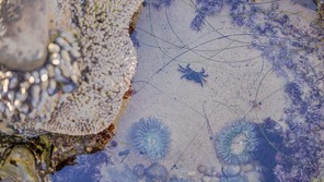 A colorful photograph of tiny sea creatures and plants contained within a tidal pool