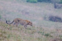 A male Persian leopard patrols its territory in Iran’s Golestan National Park.