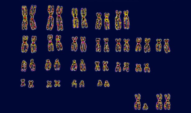 kicker Science A set of human chromosomes; with a pair of XY and XX