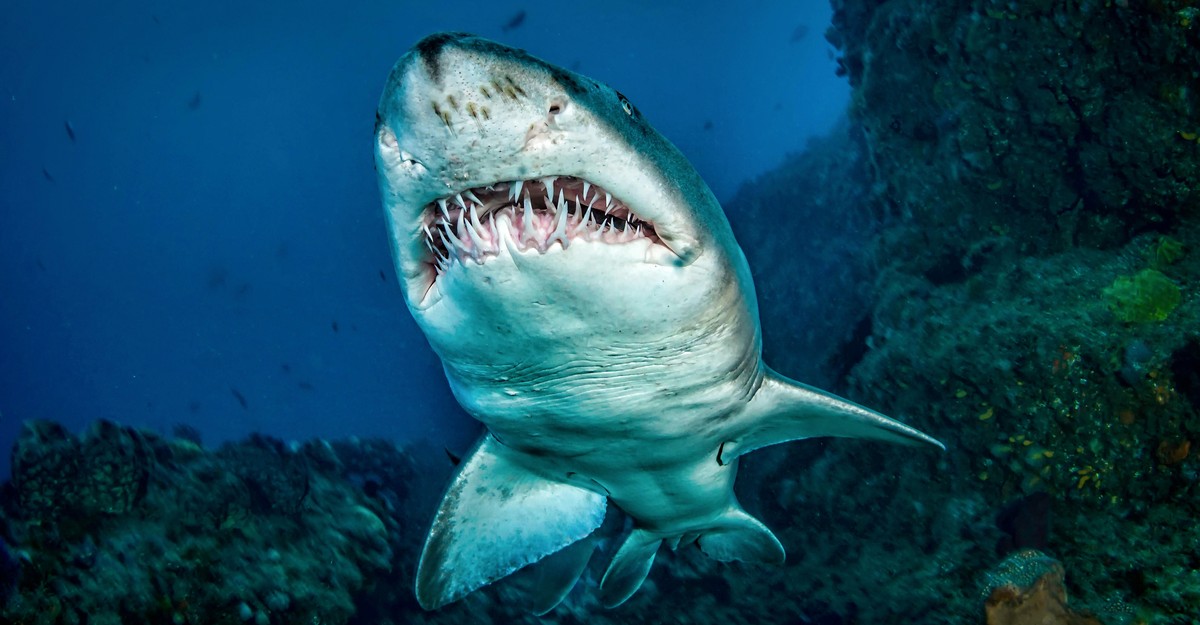 Shark Enamel Aren’t Simply ‘Triangular Pointy Issues’