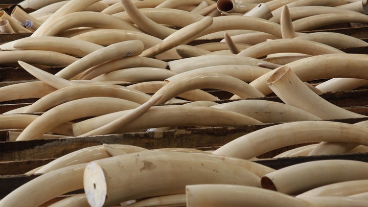 Rhino tusks