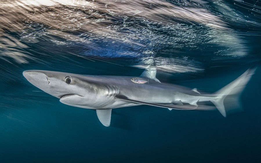 A shark swims past, seen underwater, slightly blurred by its motion.