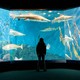 Photo of a girl looking into an aquarium tank