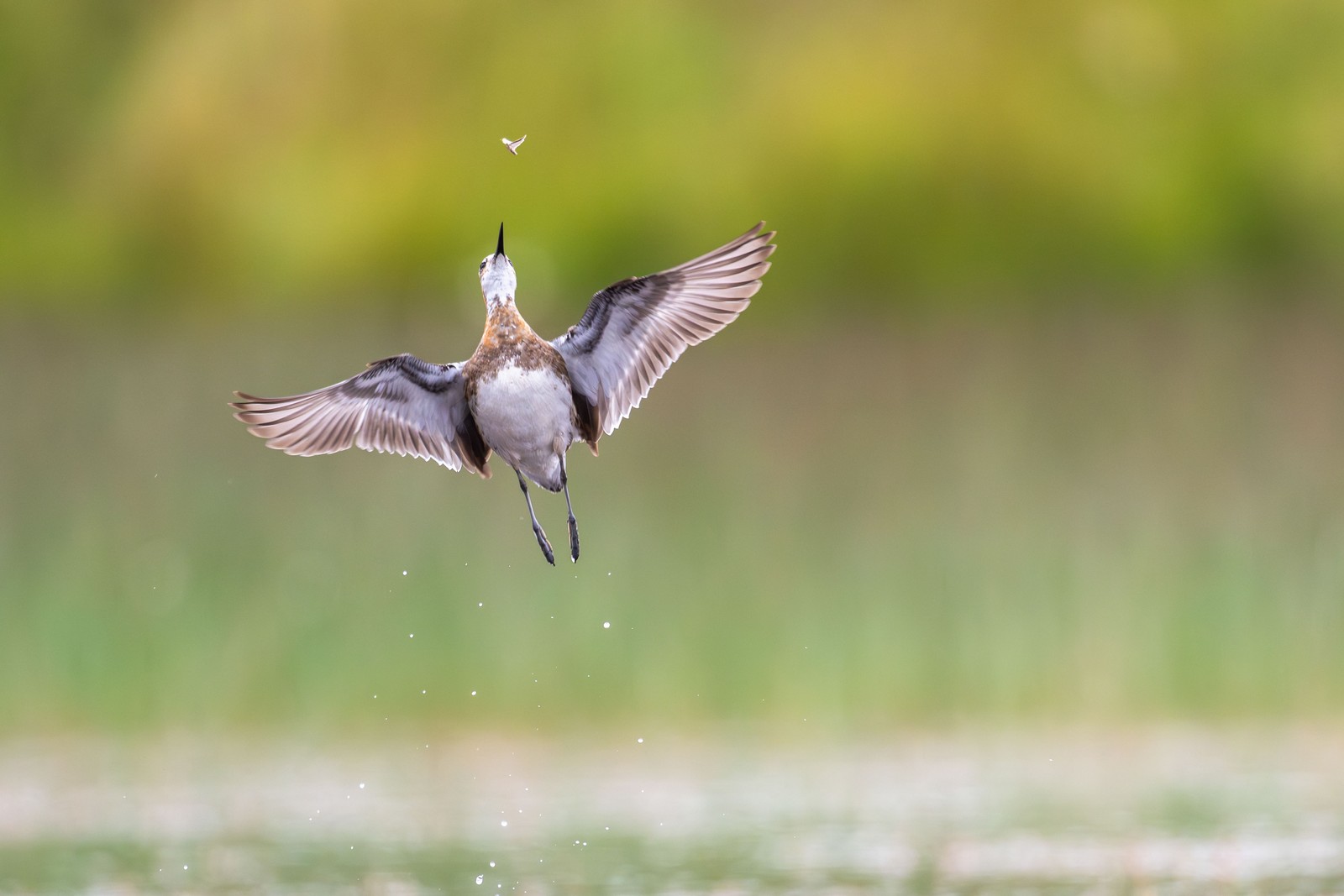 A small bird flies up, chasing an insect.