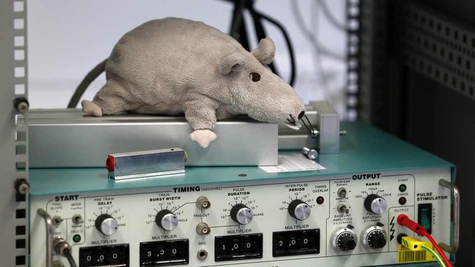 A stuffed toy rat laying on scientific equipment