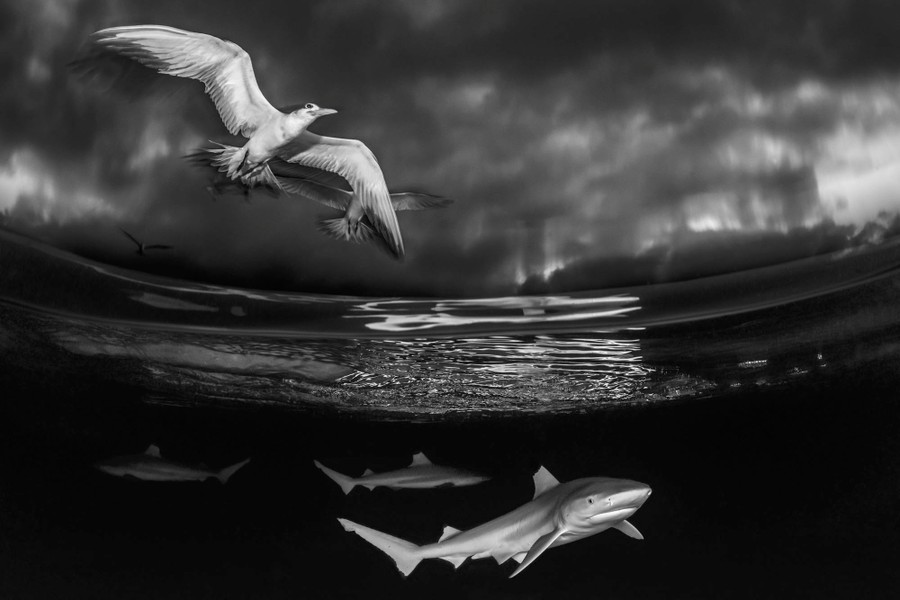 A black-and-white image taken at the water's surface, with seabirds seen flying above the water and several sharks swimming below the water.