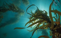 kelp in the water