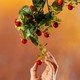 A hand picking red berries from a stem