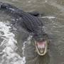 An alligator opens its mouth in floodwaters.