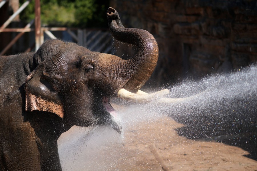 An elephant in a zoo lifts its trunk and opens its mouth as it is sprayed by water.
