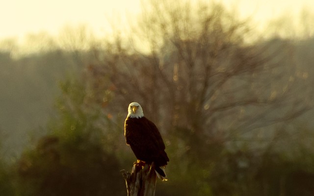A bald eagle perched on a tree stump