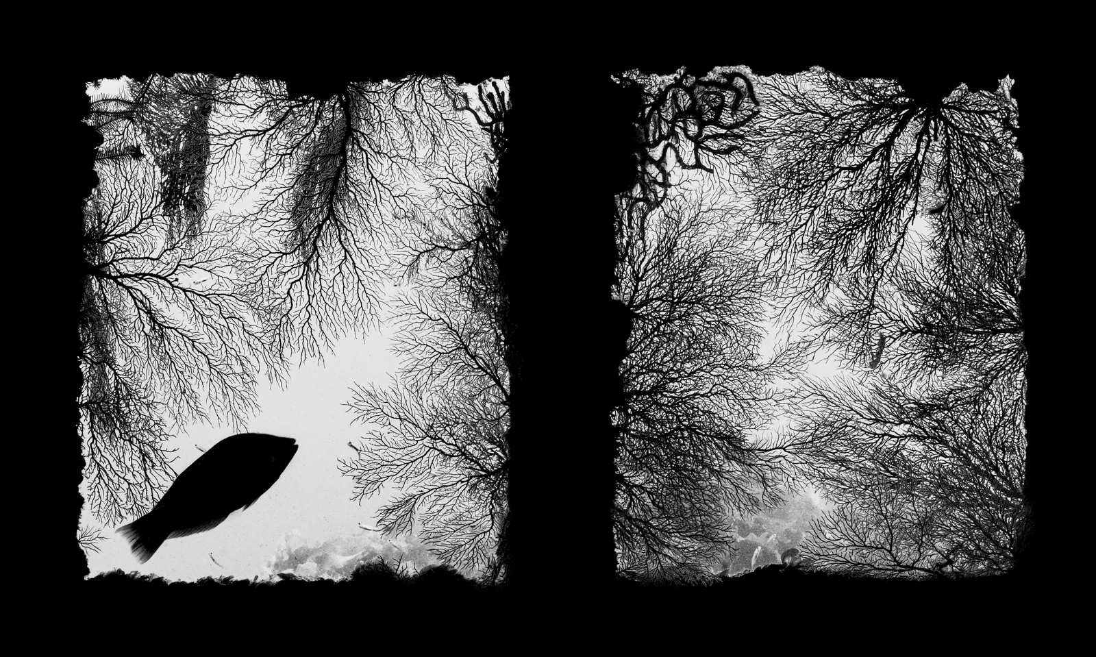 Coral and a fish, seen in silhouette, framed by two rectangular holes cut into a shipwreck