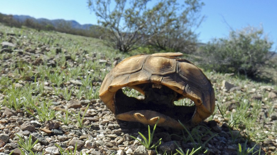 The remains of a desert tortoise near Joshua Tree National Park, in California's southern desert.