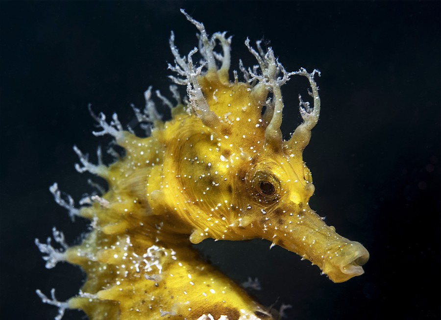 A close view of the head of a seahorse, covered with spiny protrusions.