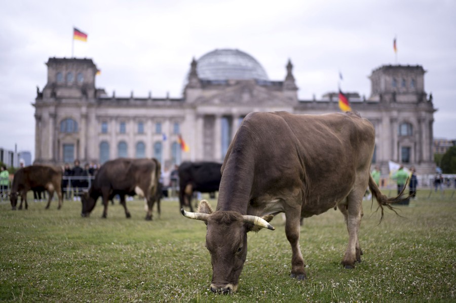 Several cows graze in front of a parliament building.