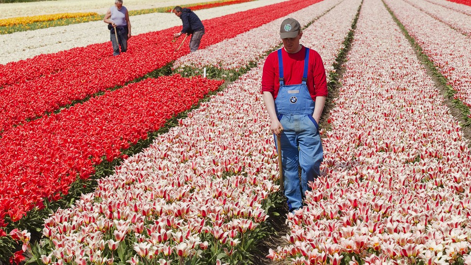 Farmworkers work in Dutch tulip fields 
