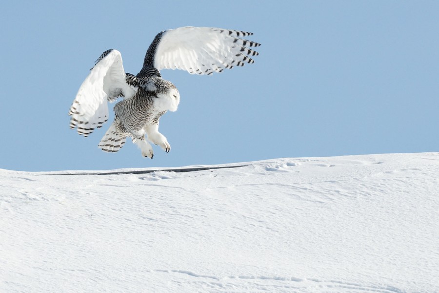 Happy Superb Owl Sunday, - Raptor Resource Project