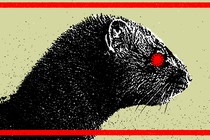An illustration of a mink with a virus particle as its eye