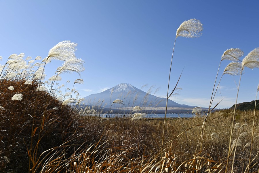 A view of Mount Fuji through grassy stalks