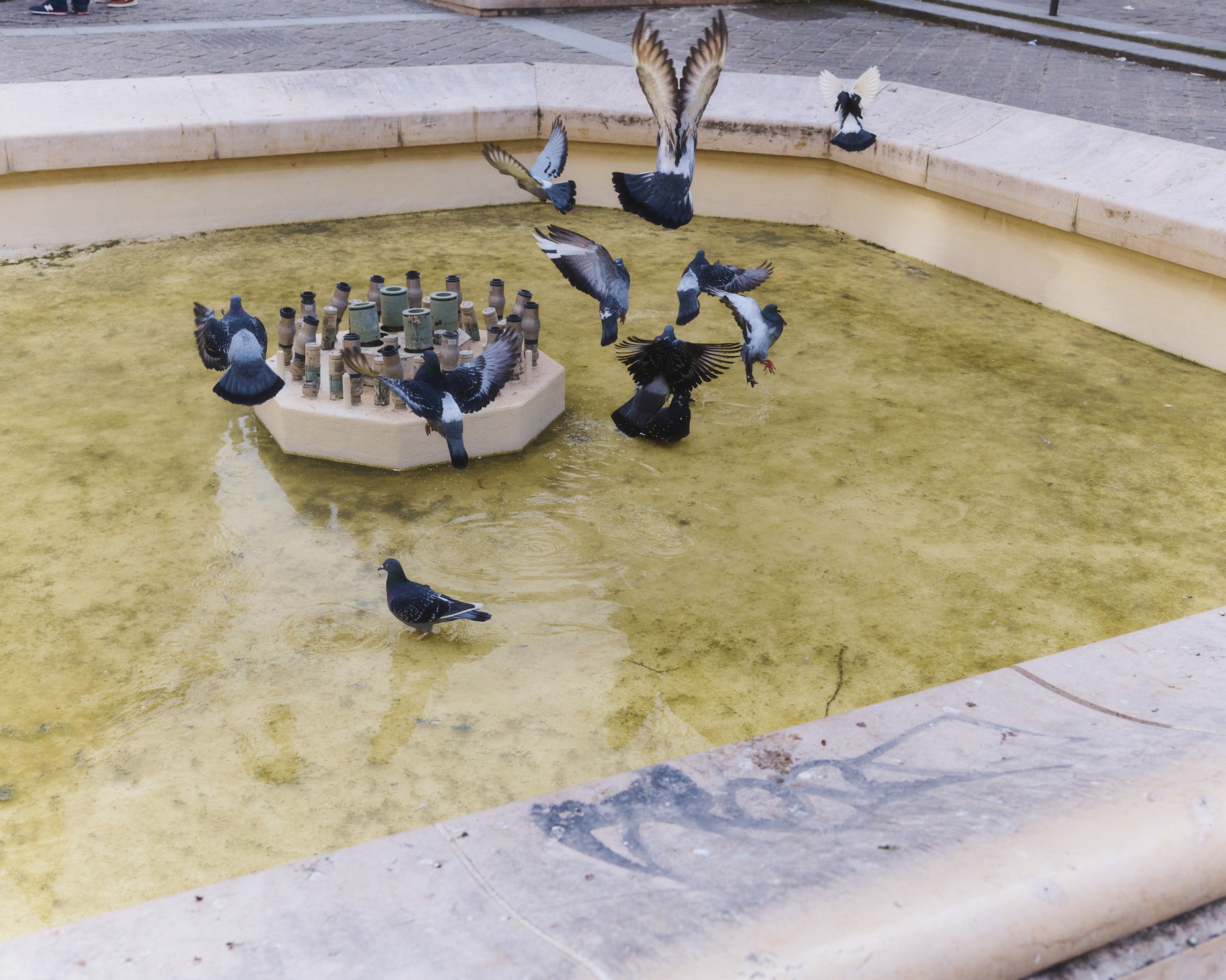 Picture of pigeons at Latin Quarter