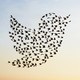A photo-illustration of birds flying in the shape of the Twitter logo
