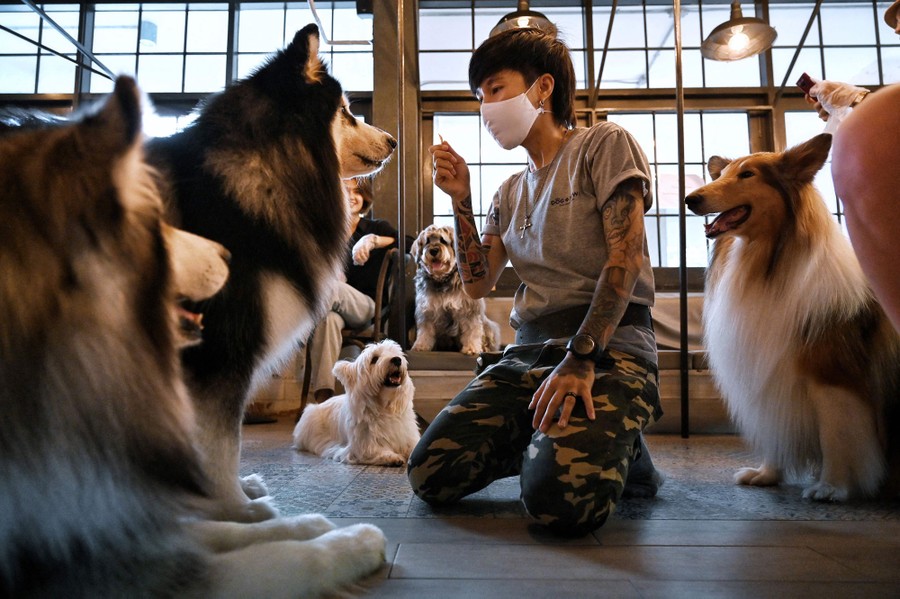 A person kneels down among several dogs and customers in a cafe.