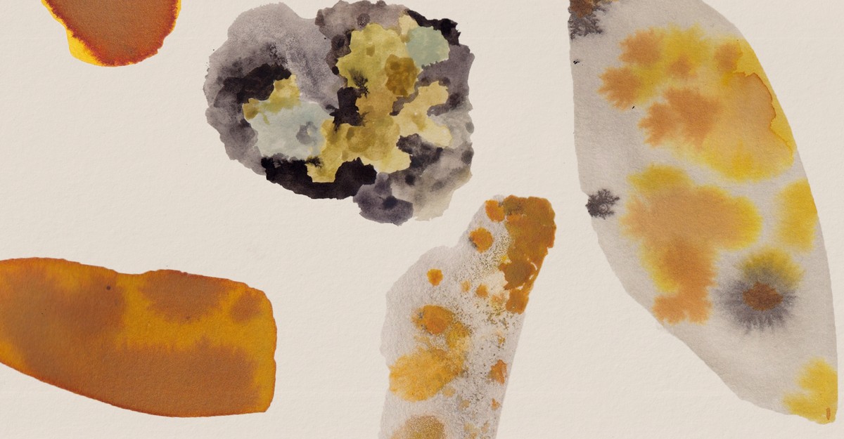 A Poem by Jane Hirshfield: ‘For the Lichens’
