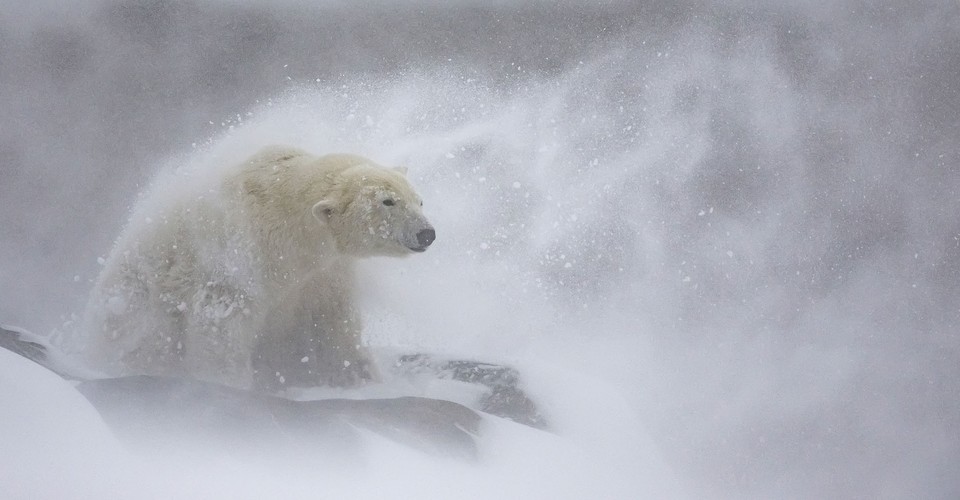 Winners of the European Wildlife Photographer of the Year 2024 - The ...