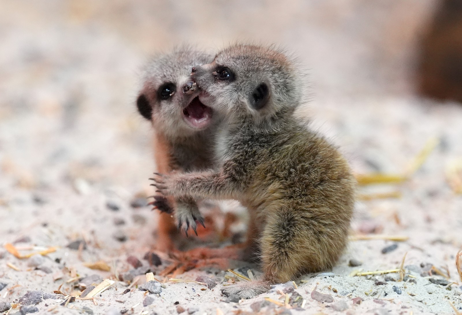 Two meerkat pups play, one biting the other's muzzle.