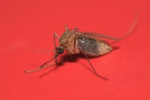 A mosquito against a red background