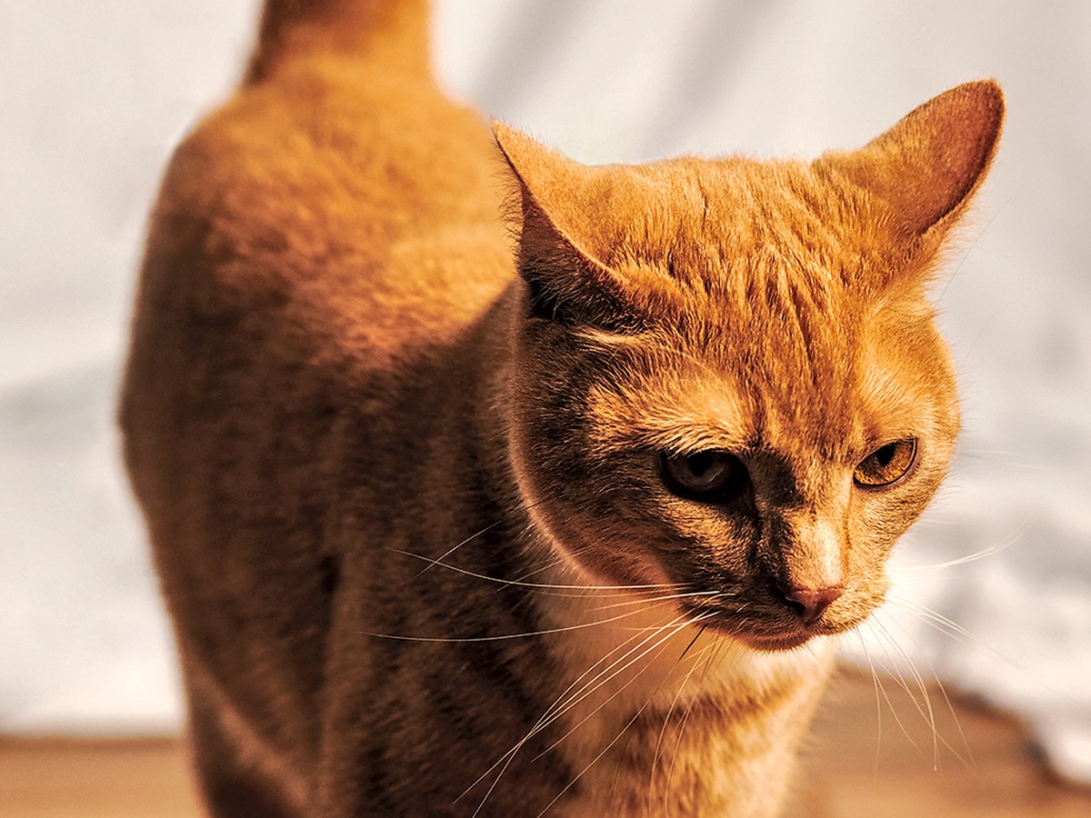 Furry Cat With Angry Face Background, Ugly Picture Of Cats