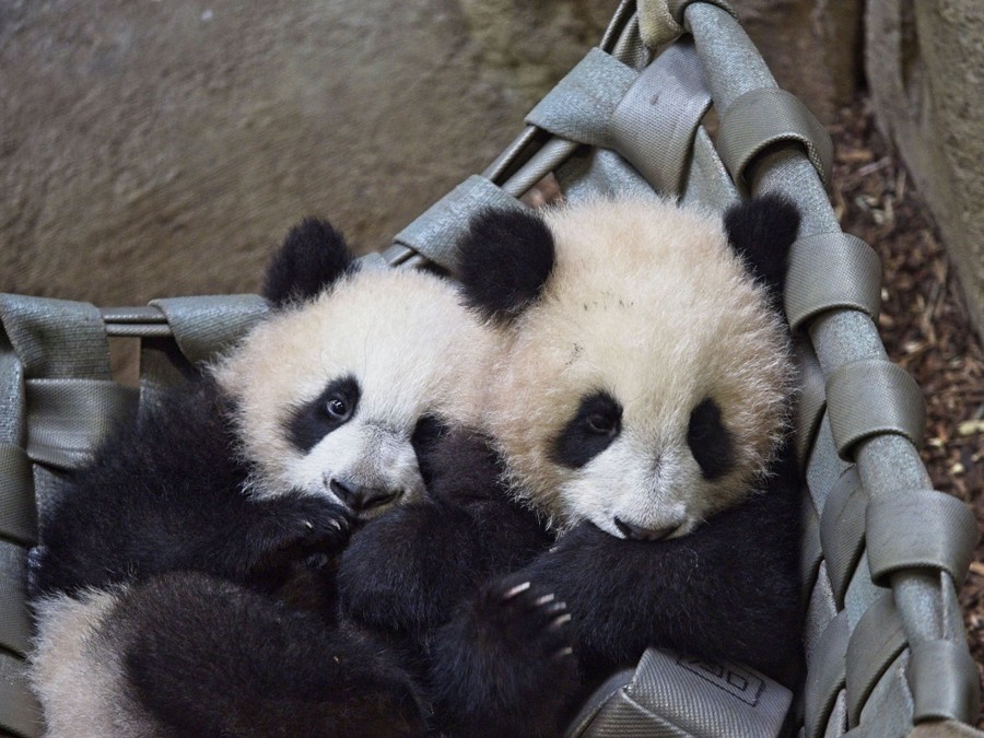 Two young pandas sit huddled together.