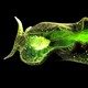 Photograph of the sea slug, Elysia chlorotica