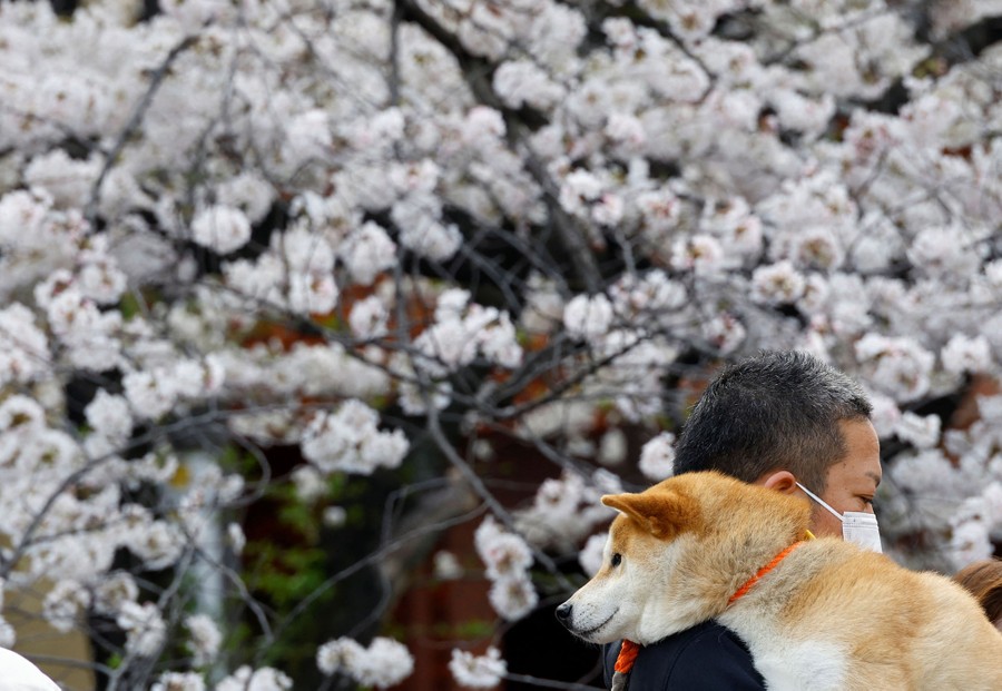 A man holding a pet dog walks past cherry blossoms.