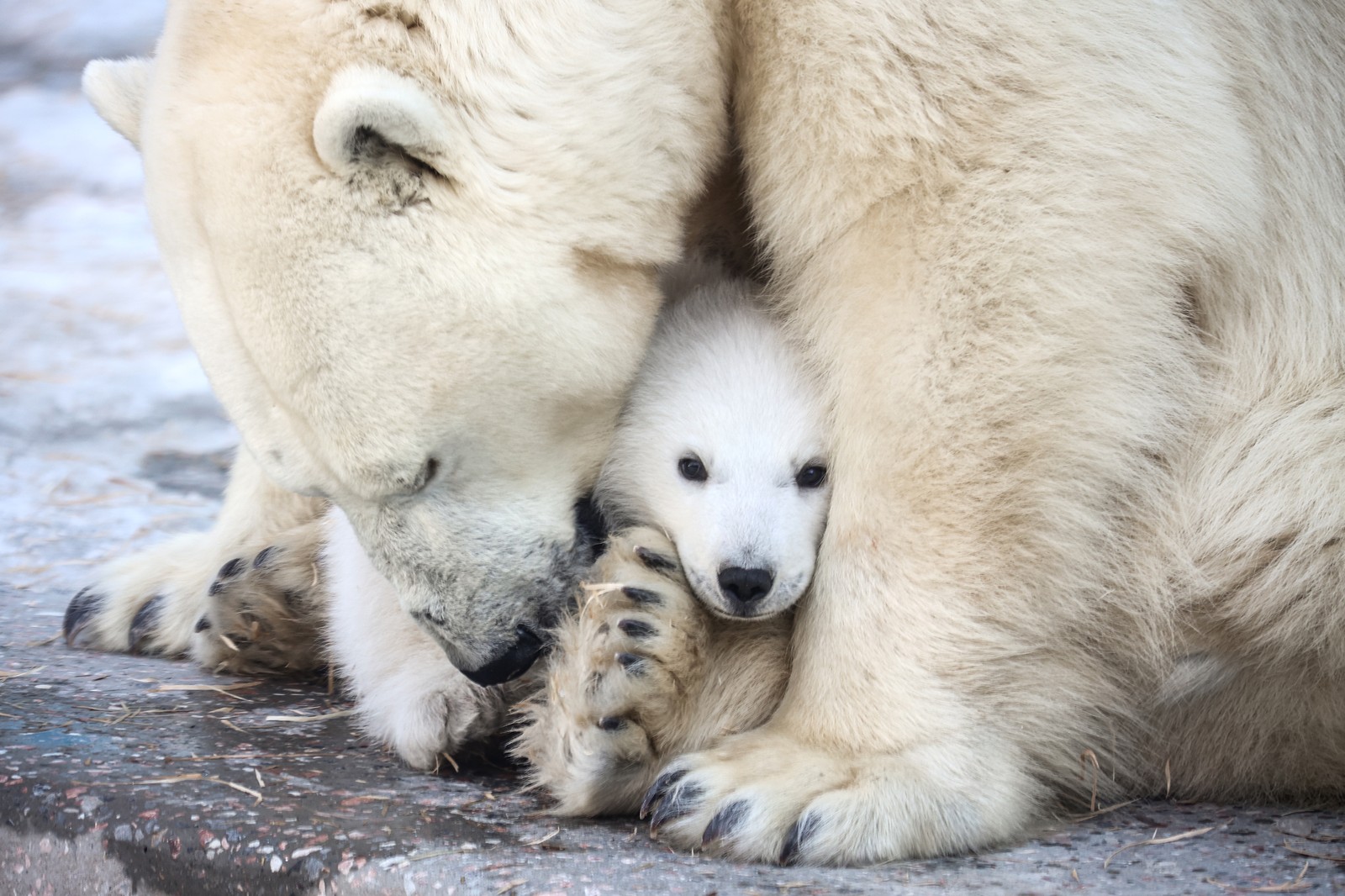 A polar bear cub, cuddled by its mother